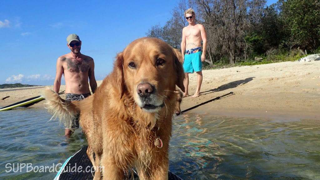 stand up paddle board dog