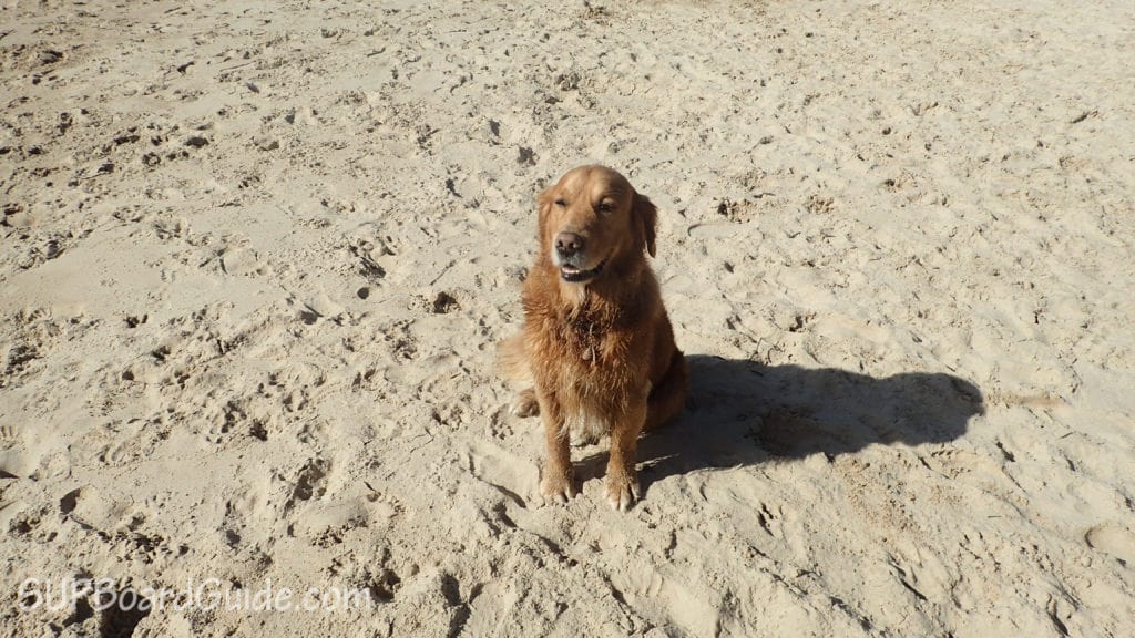 Beach Pup