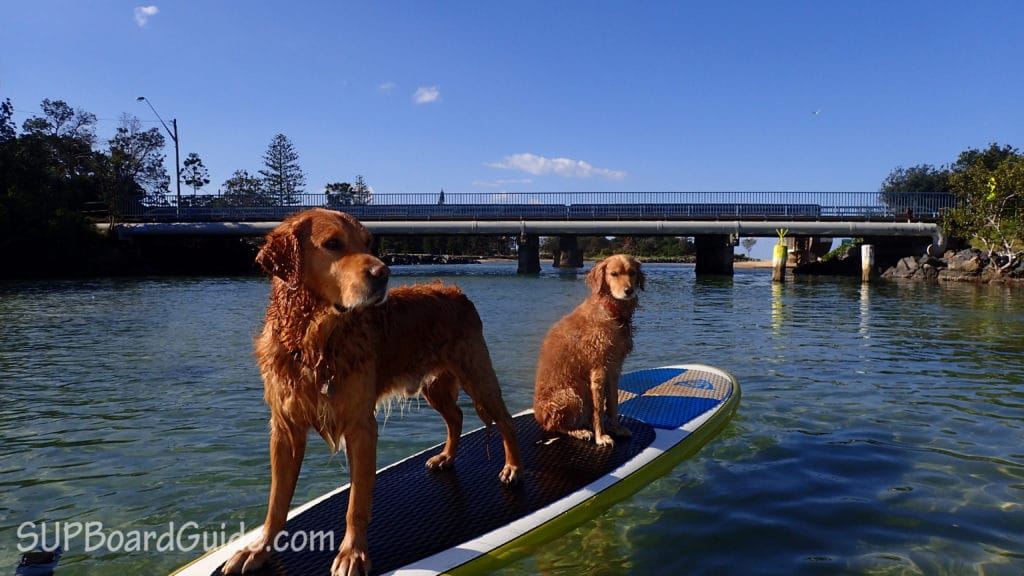 Two dogs on a paddle board