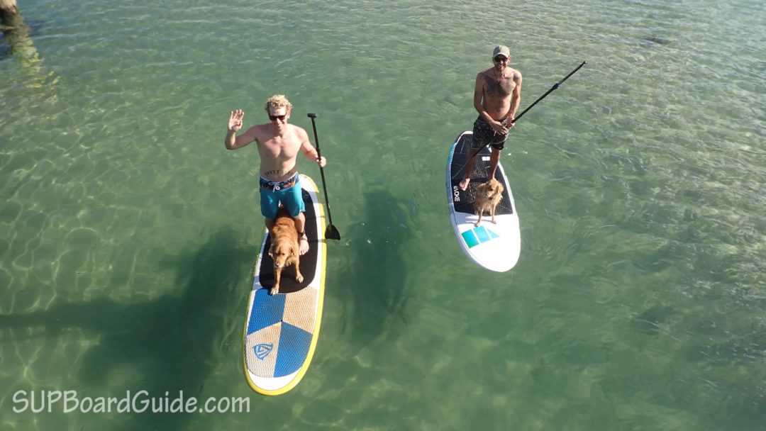 two paddler boarders with their dogs