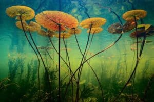 Water lilies in a desert are so uncommon that it only occurs in 10% of the world's total arid wastelands.