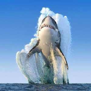 It's not a good idea to go SUP with a couple of big great white sharks in the water. But this photo is just too good to miss out on the list. Enjoy!