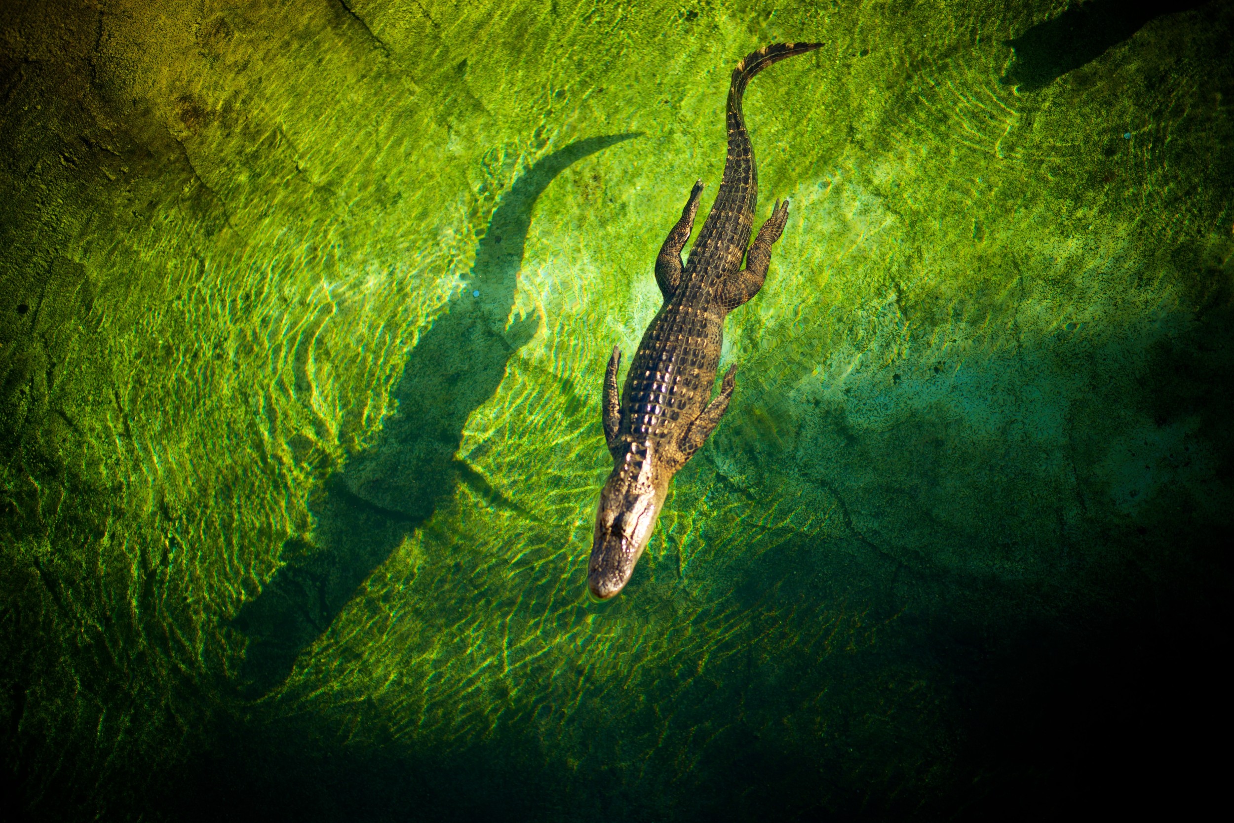 Holmes Creek Paddleboard