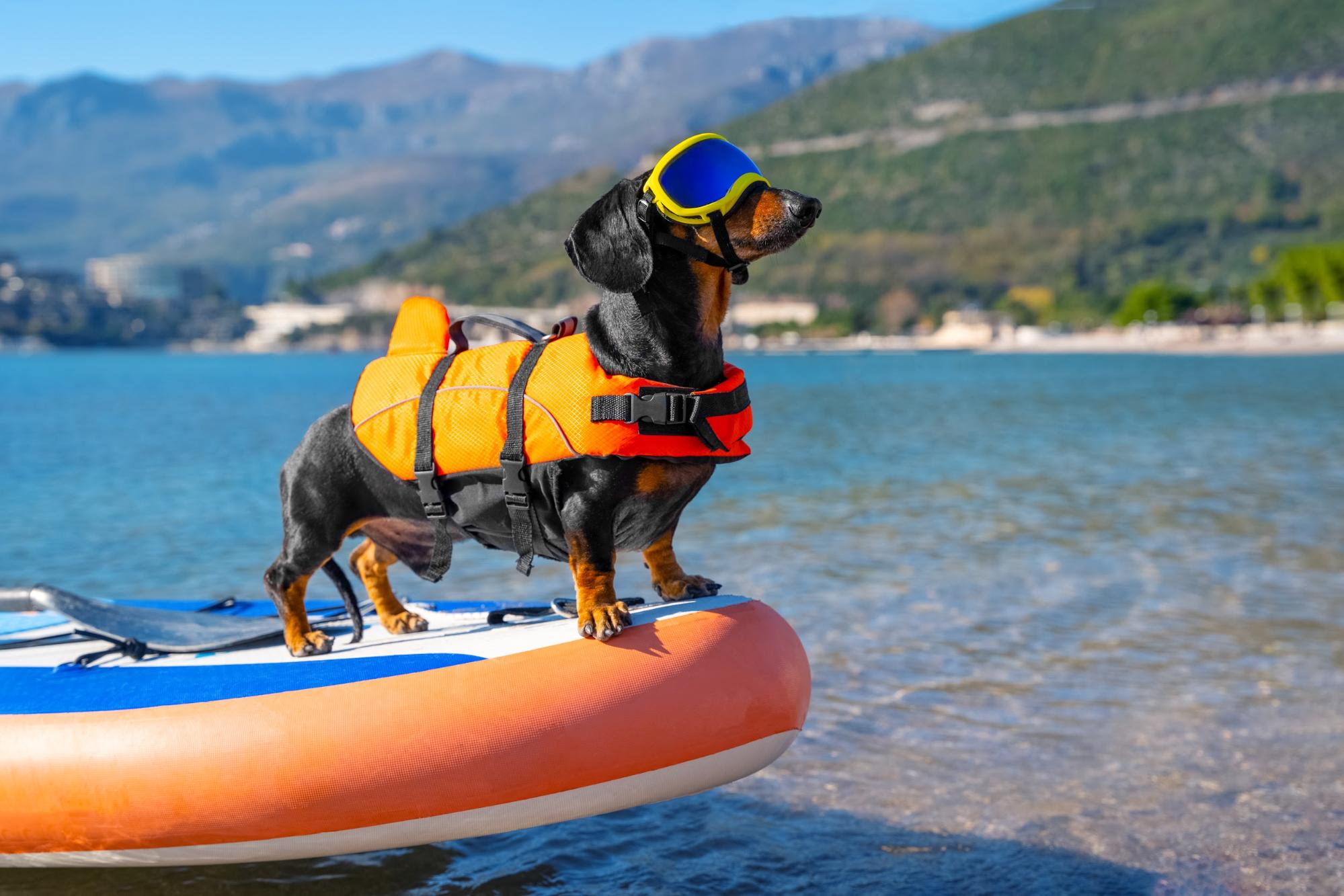 Paddle Boarding with Dogs