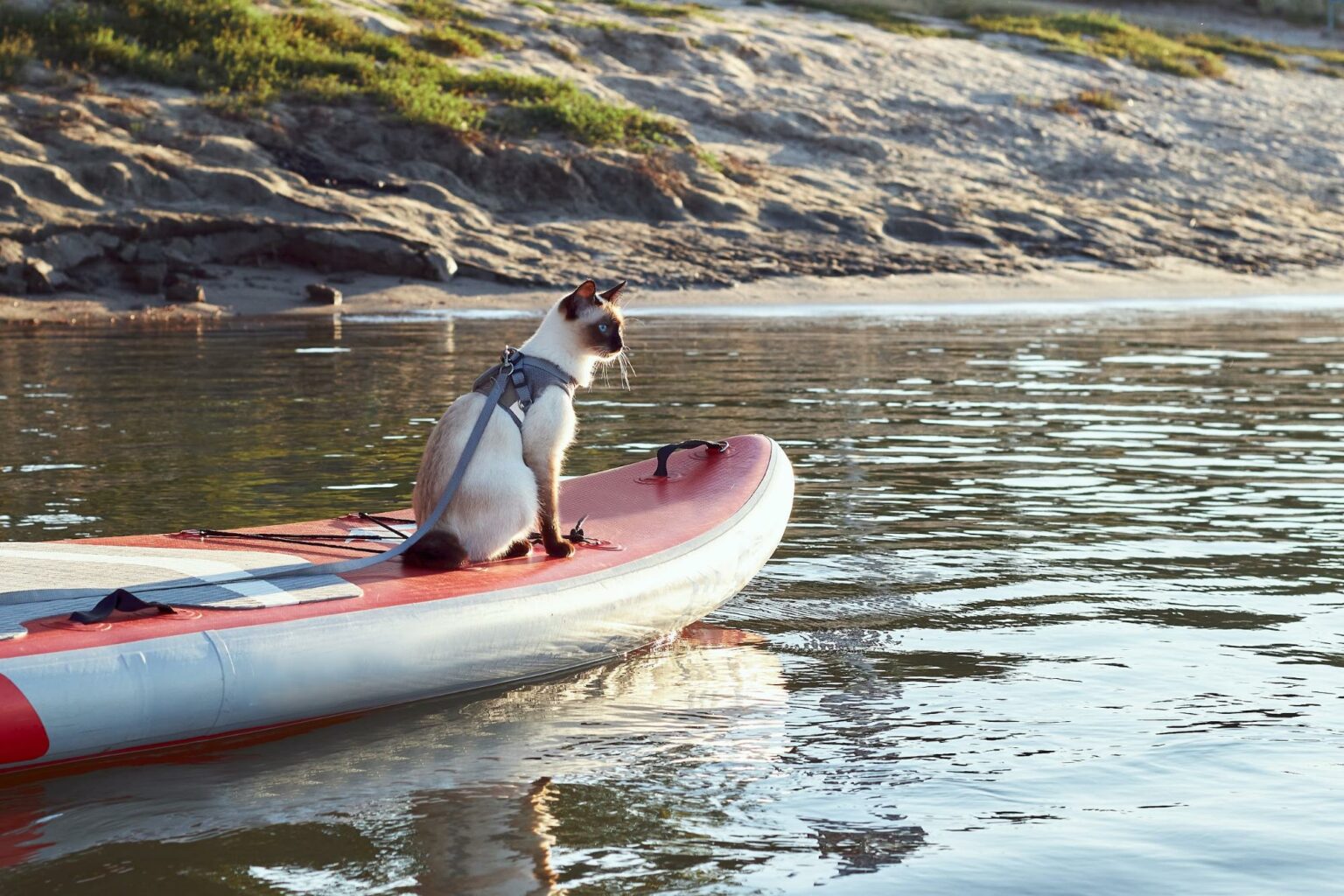 Can Dogs Go On Inflatable Paddle Boards?