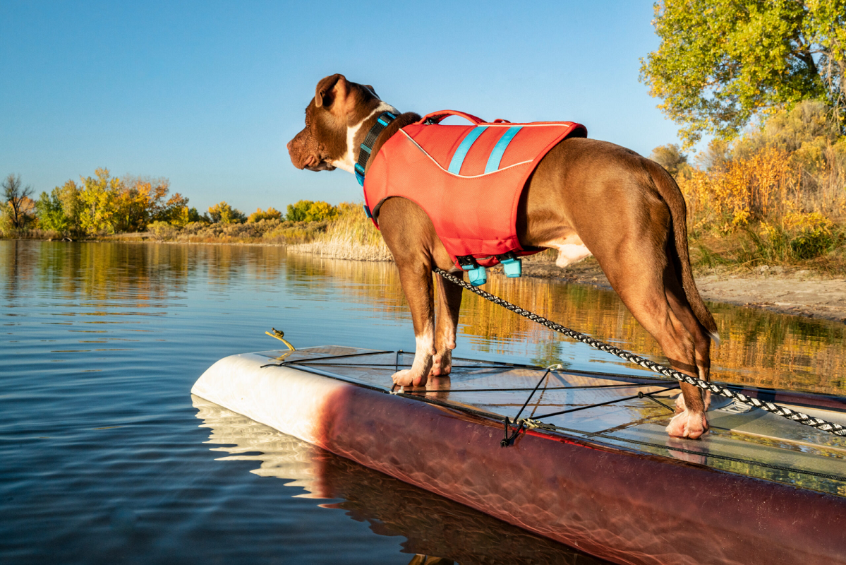 Best SUPs for Dogs